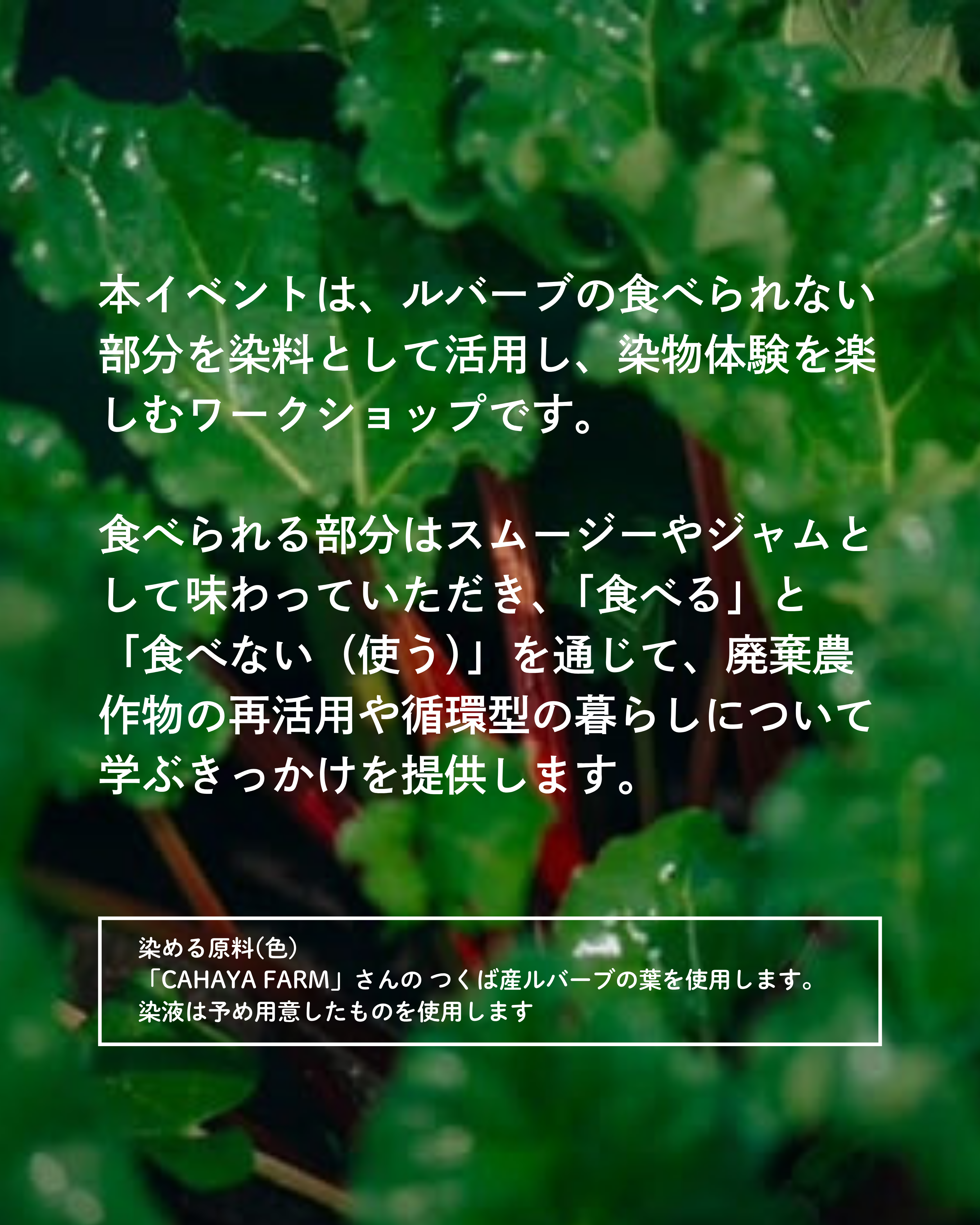 ルバーブ2
